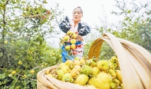 毕节：绘就乡村振兴新画卷